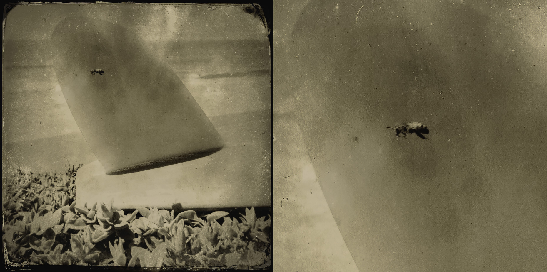 Fin Study w/Bee (wet plate sketch)